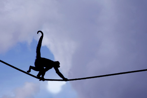 Silhouette Photography Examples