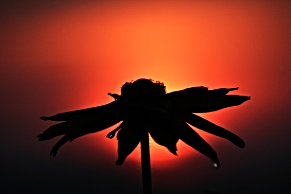 Silhouette Photography Examples