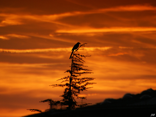 Silhouette Photography Examples