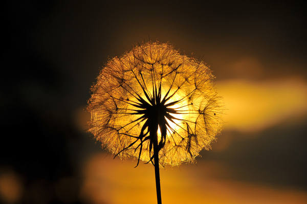 Silhouette Photography Examples