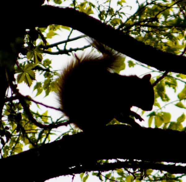 Silhouette Photography Examples