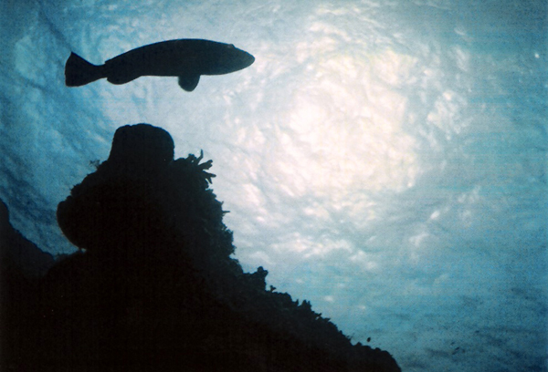 Silhouette Photography Examples
