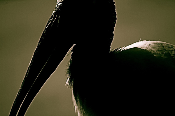 Silhouette Photography Examples