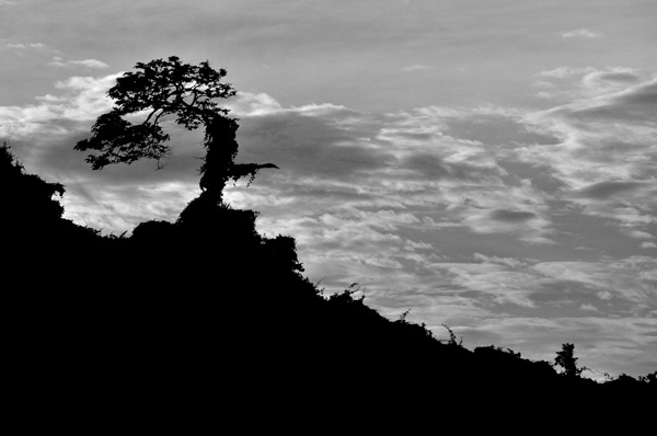 Silhouette Photography Examples