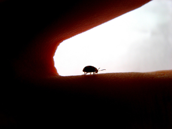 Silhouette Photography Examples