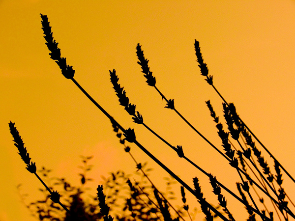 Silhouette Photography Examples