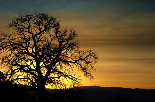 Silhouette Photography Examples