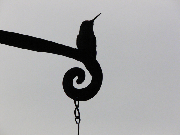 Silhouette Photography Examples