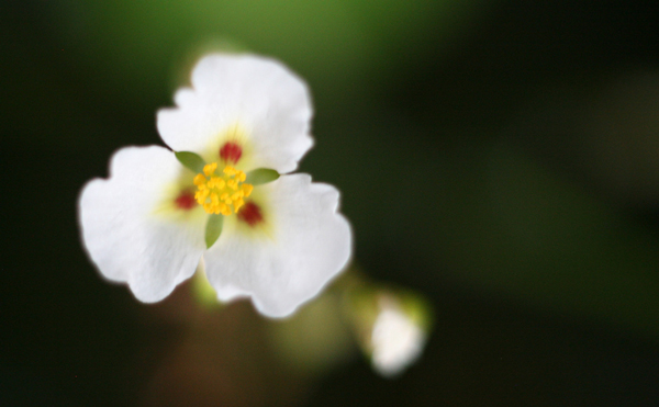 budget macro photography