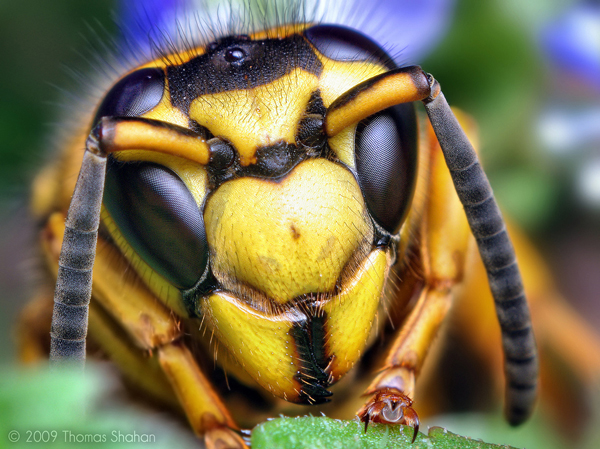 budget macro photography