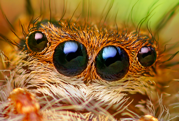 budget macro photography