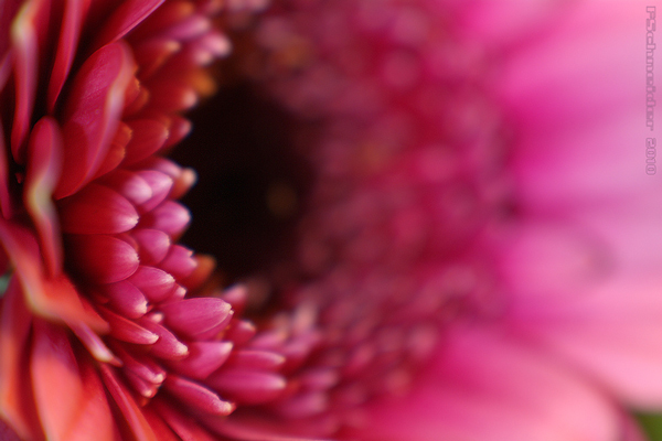 budget macro photography