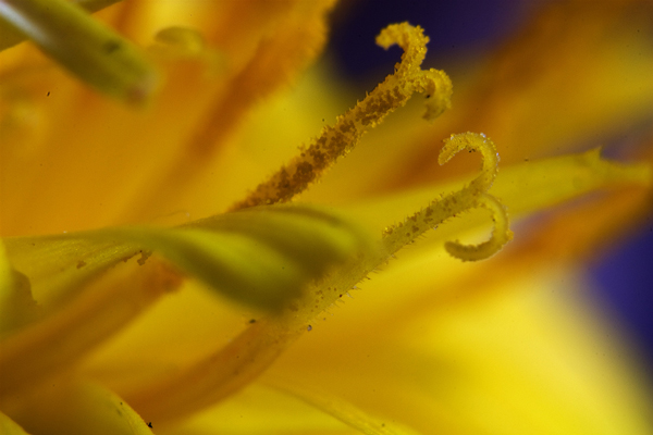 budget macro photography