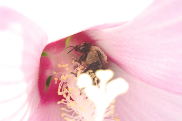 budget macro photography