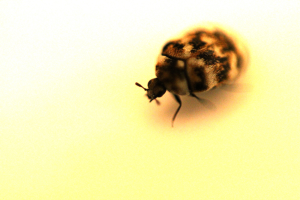 budget macro photography