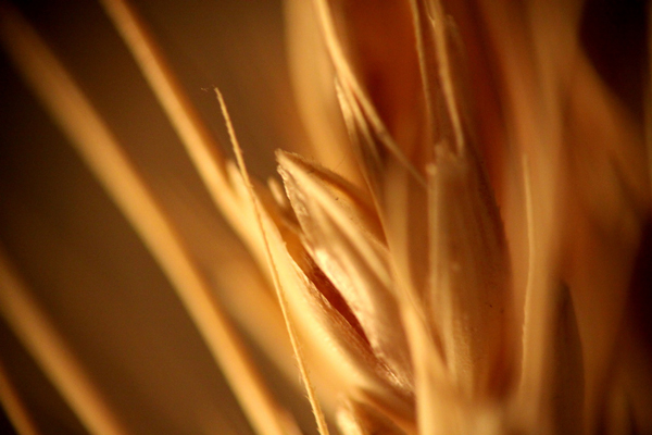 budget macro photography
