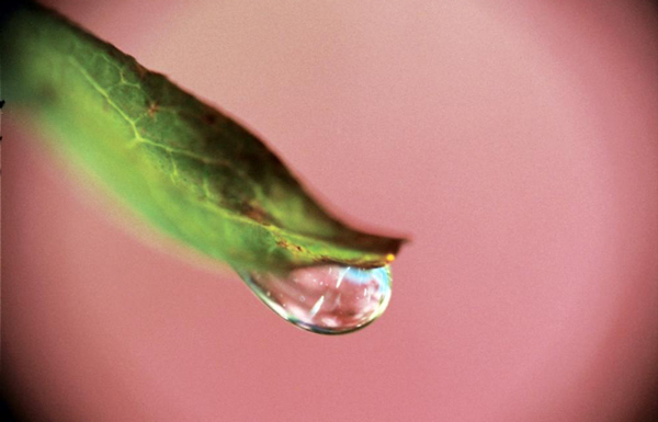 budget macro photography