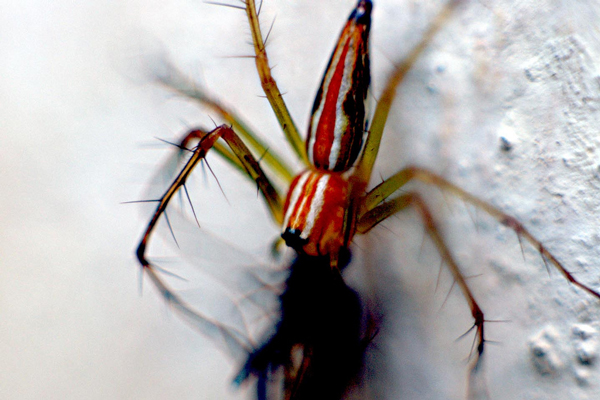 budget macro photography