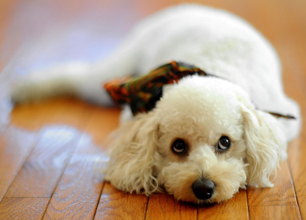 shallow depth of field photography