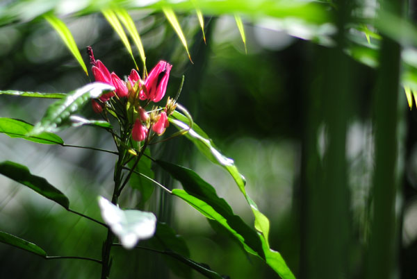 shallow depth of field photography