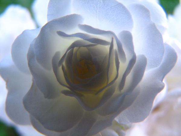 backlit photography examples