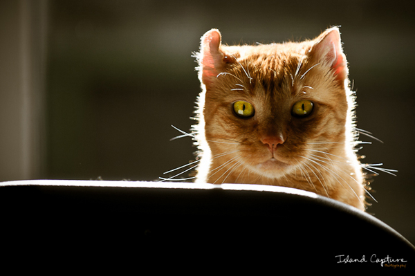 backlit photography examples