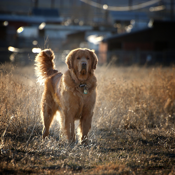 backlit photography examples