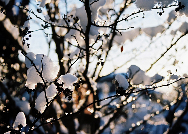 backlit photography examples