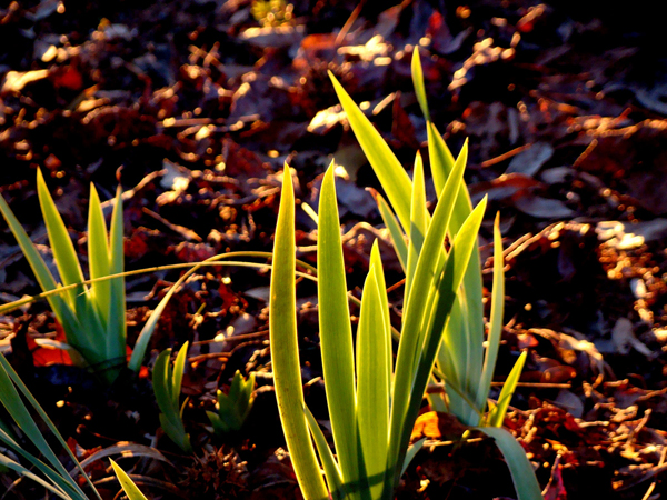 backlit photography examples