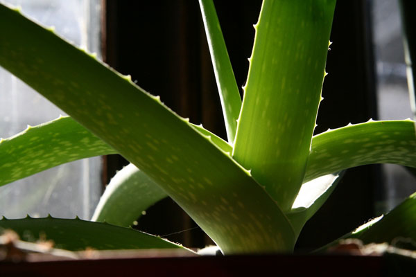 backlit photography examples