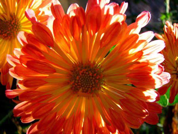 backlit photography examples