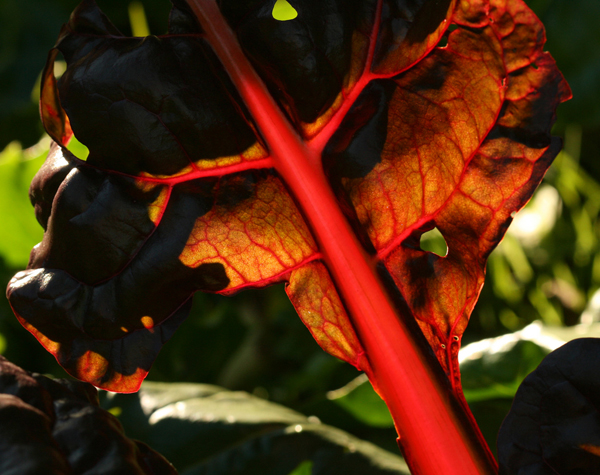backlit photography examples