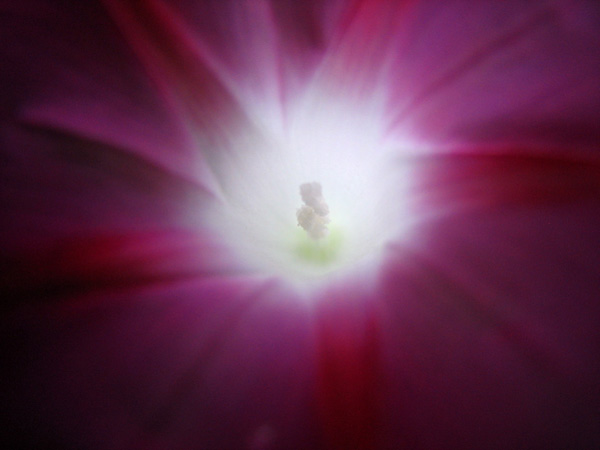 backlit photography examples