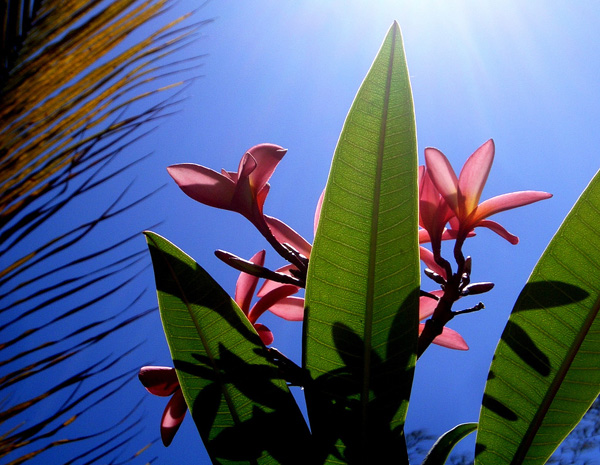 backlit photography examples