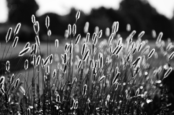backlit photography examples
