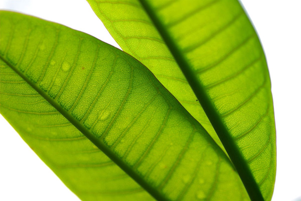 backlit photography examples