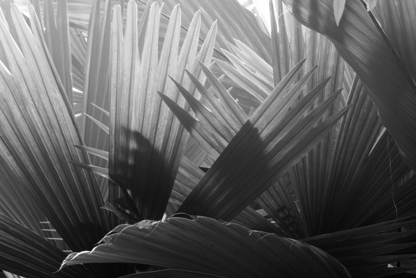 backlit photography examples