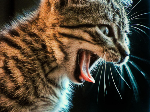 backlit photography examples