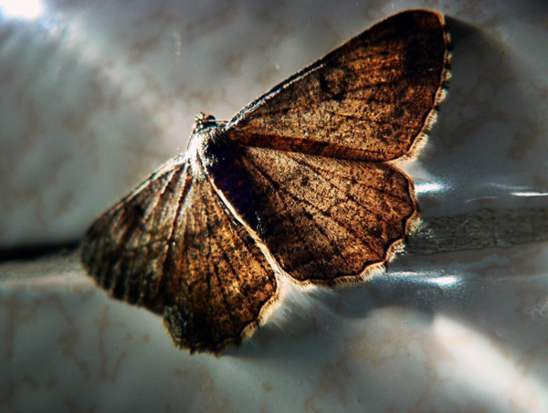 backlit photography examples