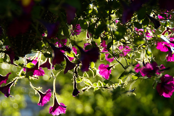 backlit photography examples