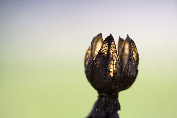 backlit photography examples