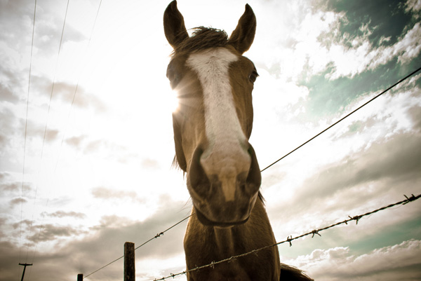 backlit photography examples
