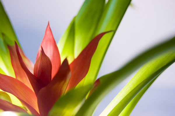 backlit photography examples