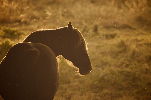 backlit photography examples