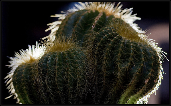 backlit photography examples