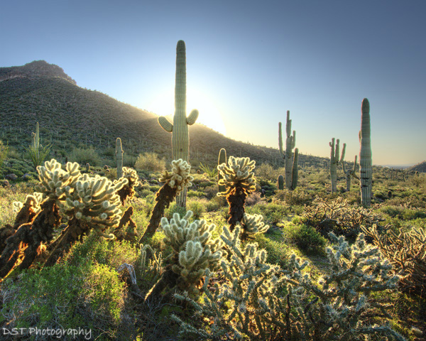 backlit photography examples