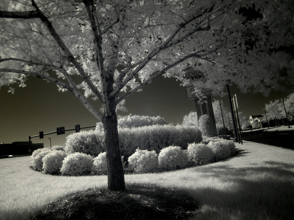 backlit photography examples