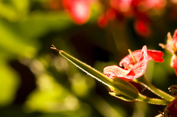 backlit photography examples