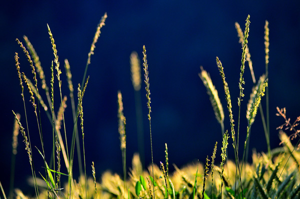 backlit photography examples