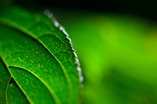 backlit photography examples
